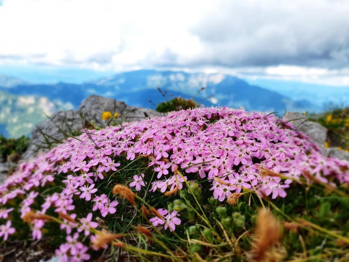 Natur Pur Pikovo Villa Crna na Koroskem Dış mekan fotoğraf